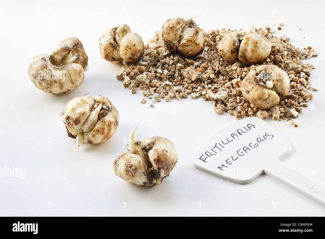 Top 8 Most Popular fritillaria meleagris bulbs