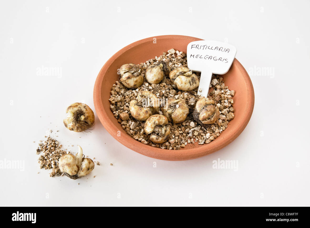 Fritillaria Meleagris Bulbs 'Snake's head' Stock Photo