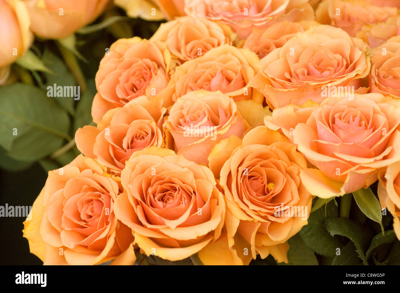 Apricot colored roses at an open air market in the Latin District