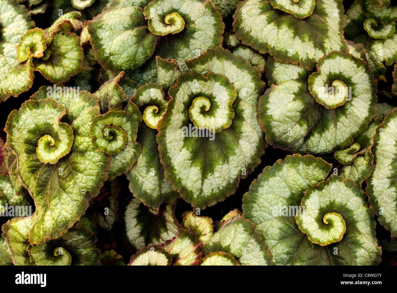 Begonia 'Olympic Escargot' planted in a Michigan Avenue sidewalk plot in Chicago, Illinois. Stock Photo