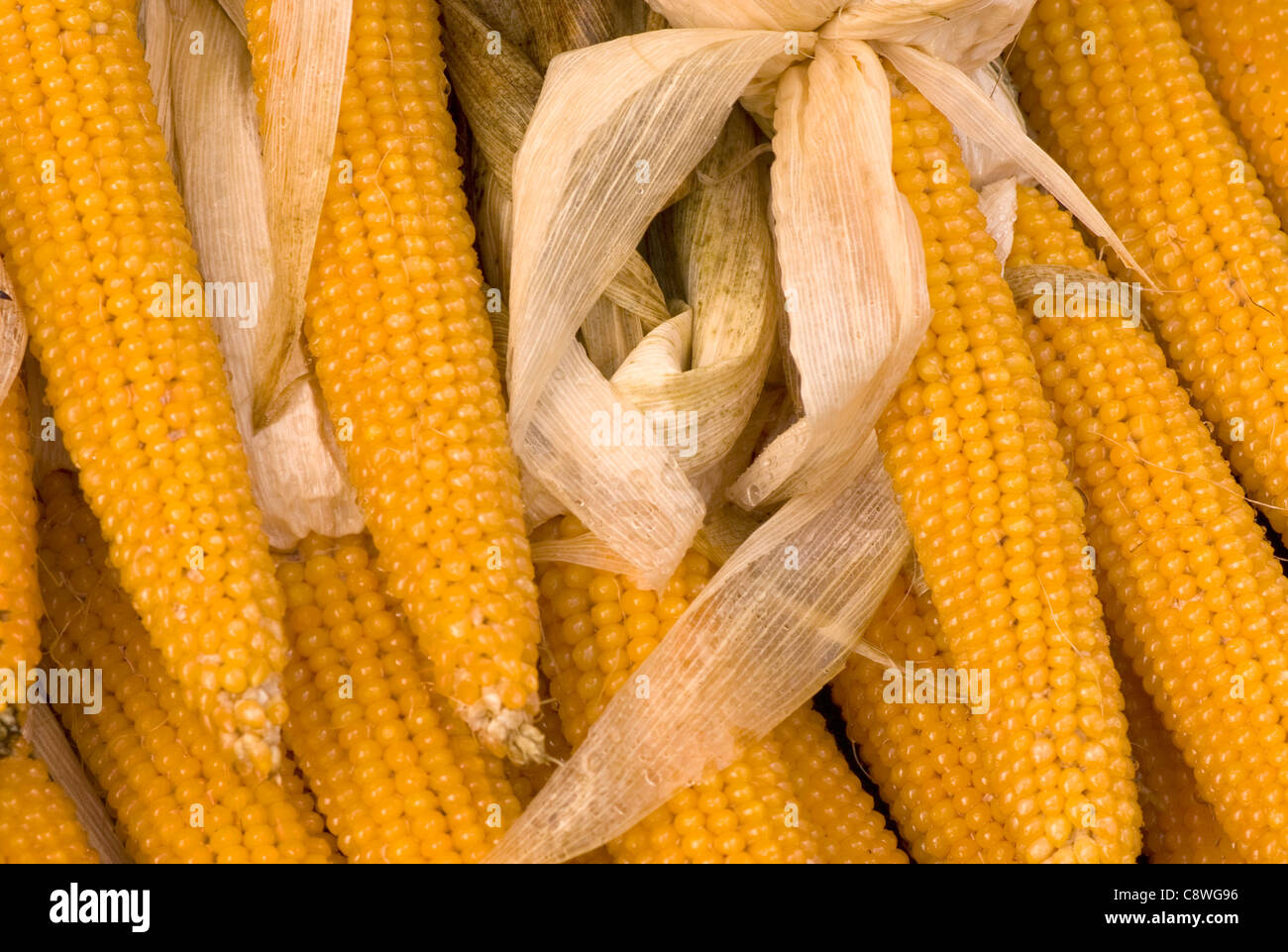 Fall Indian corn for sale in the rain, at a farmers market ...