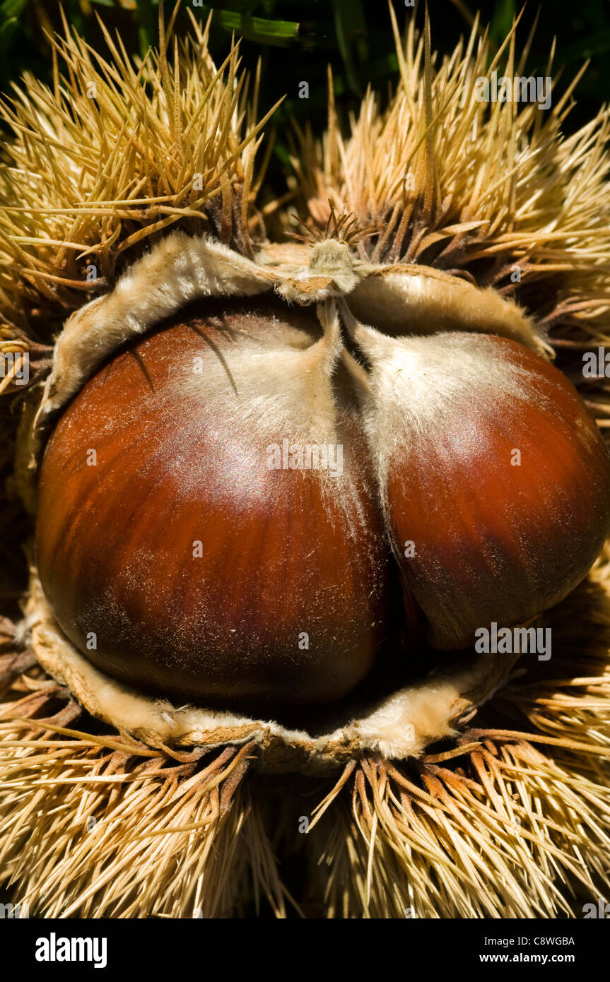 Chestnut (Castanea) opening-up from inside the spiky burr that hols the fruit. Stock Photo