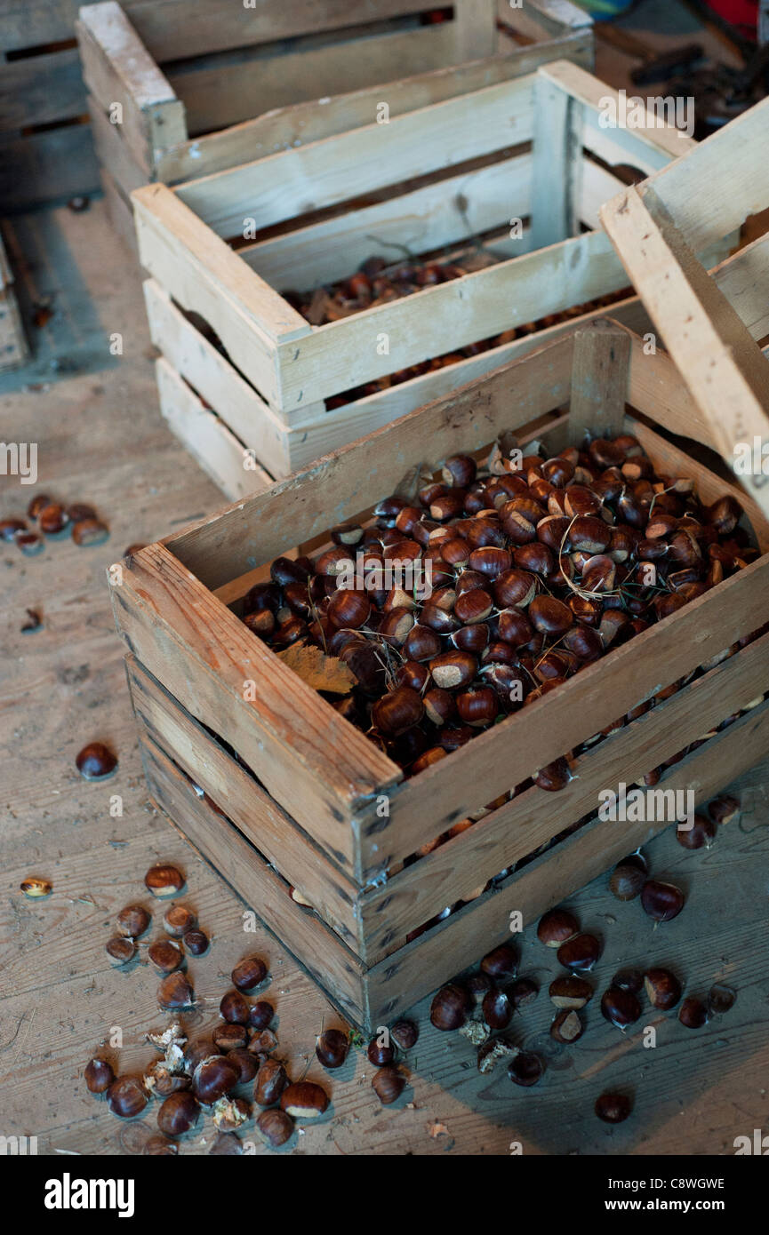 Chestnuts in wooden boxes Stock Photo - Alamy