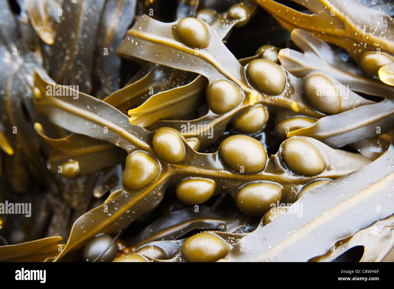 Seaweed bladder wrack close up Stock Photo Alamy