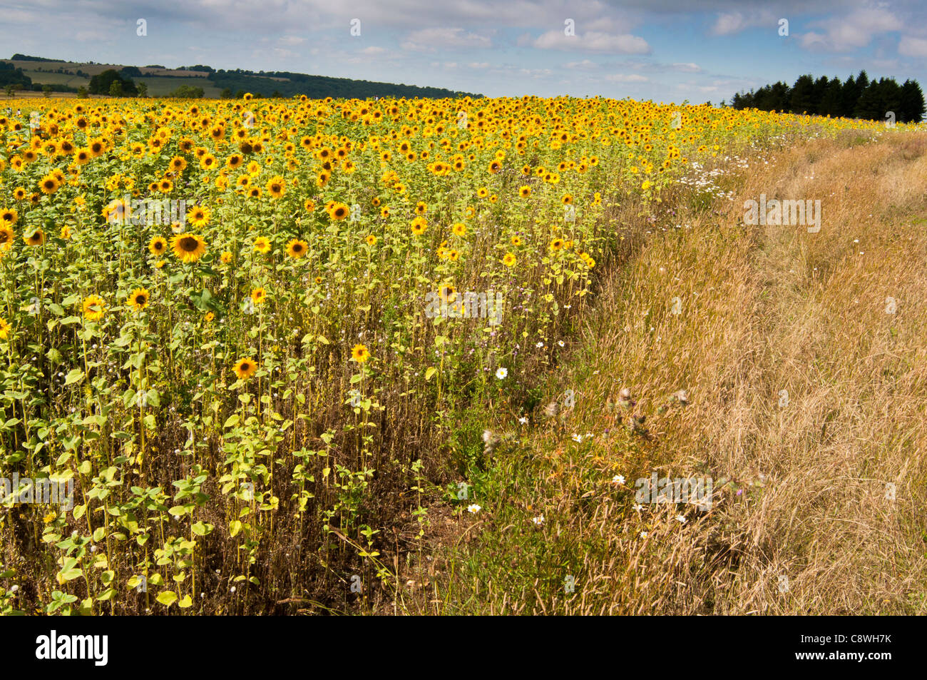 A field of sunflowers at Snowhill in the Worcestershire Cotwolds