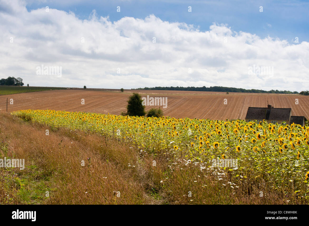 A field of sunflowers at Snowhill in the Worcestershire Cotwolds. England. Stock Photo