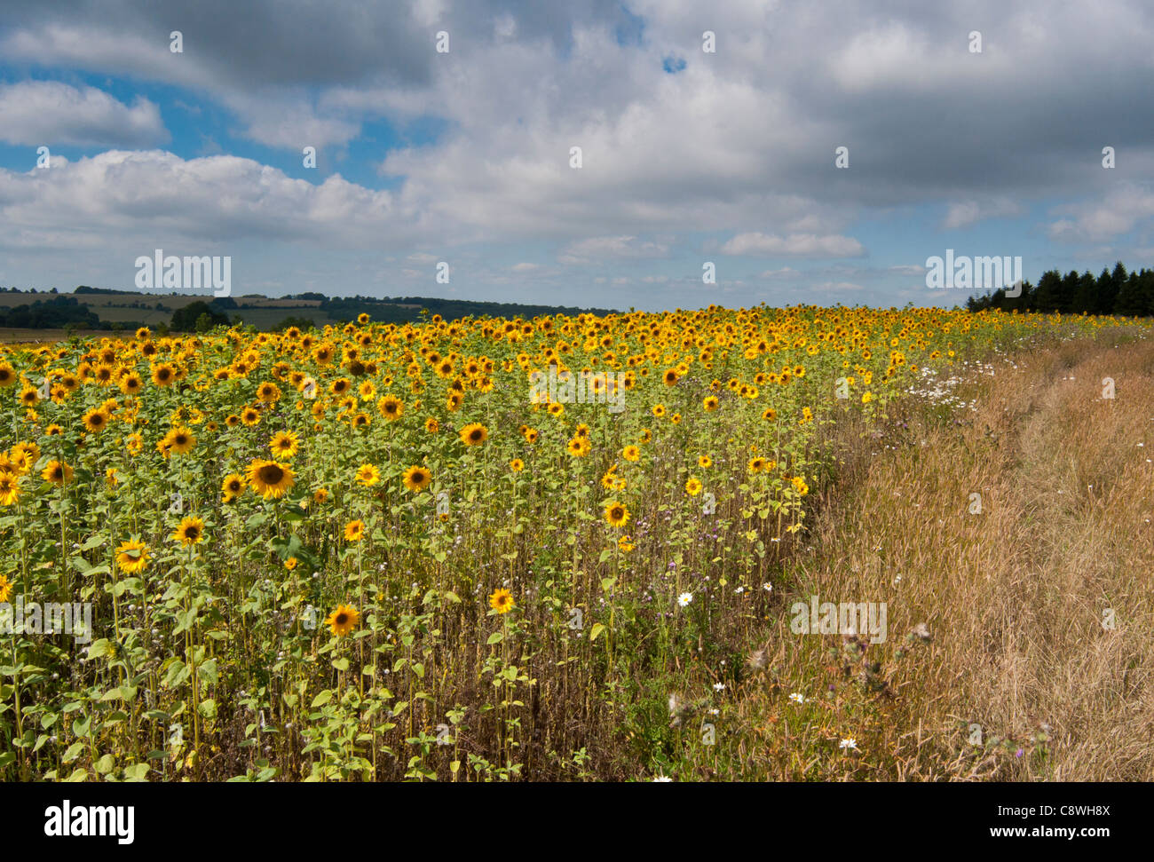 A field of sunflowers at Snowhill in the Worcestershire Cotwolds