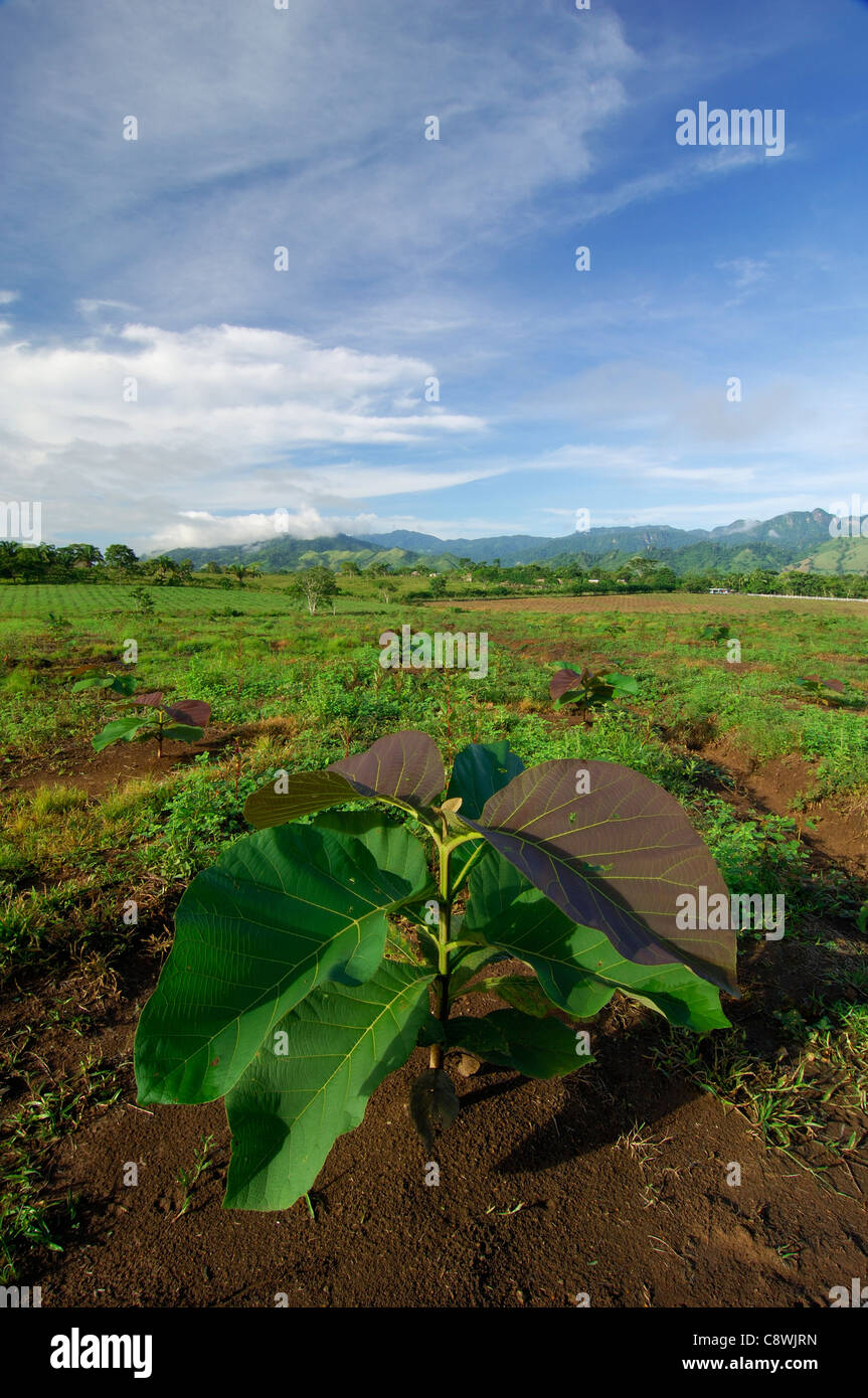 Teak plantation, Darien Rainforest, Panama, Central America Stock Photo