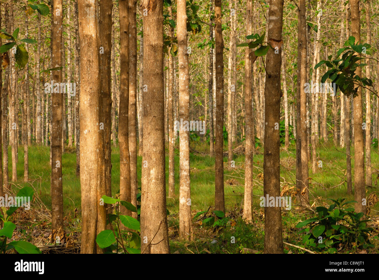 Teak Wood Plantation Hi res Stock Photography And Images Alamy Teak Wood Plantation Hi res Stock Photography And Images Alamy