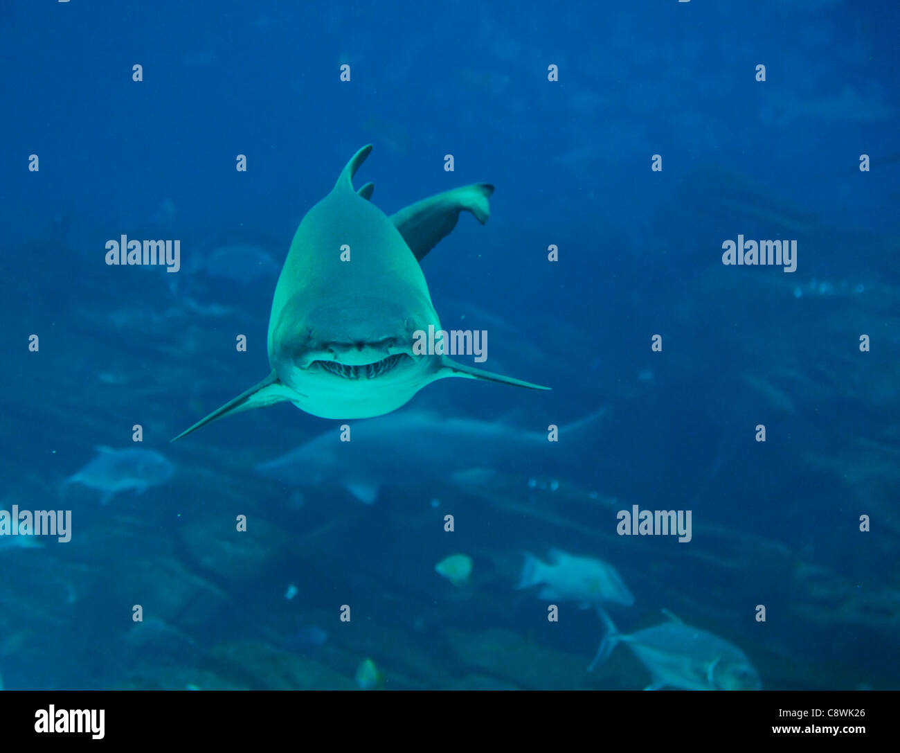 Shark attack Stock Photo