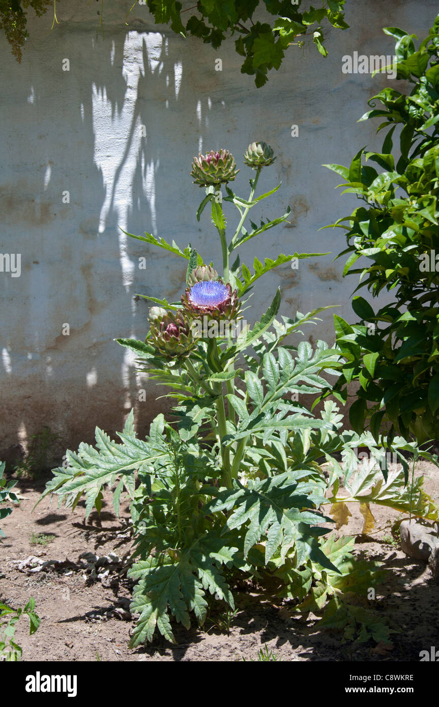 Globe artichoke Cynara scolymus flower Stock Photo Alamy