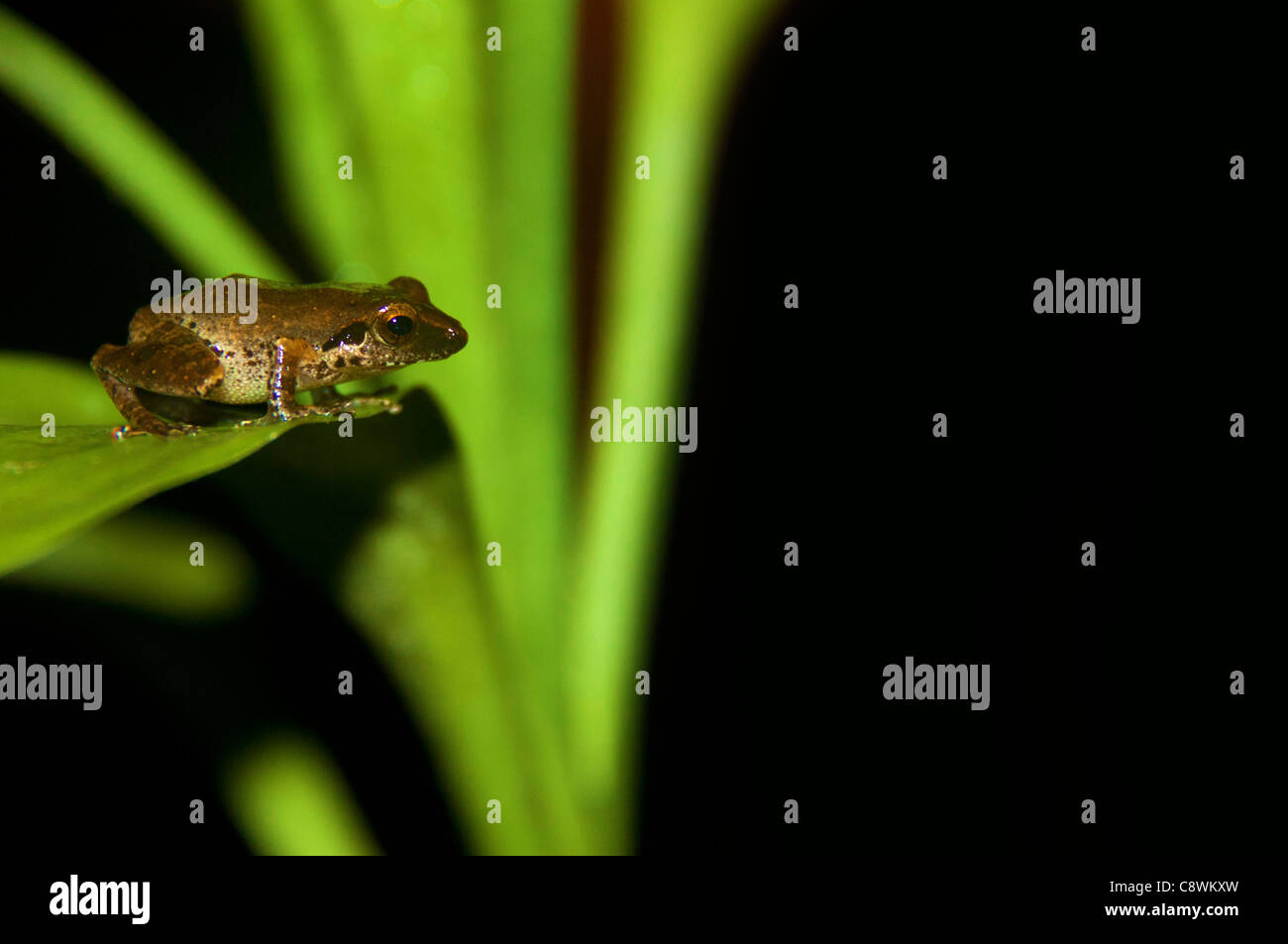 small frog toad on green leaves Stock Photo