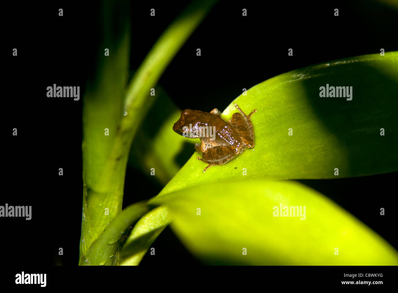 small frog toad on green leaves Stock Photo