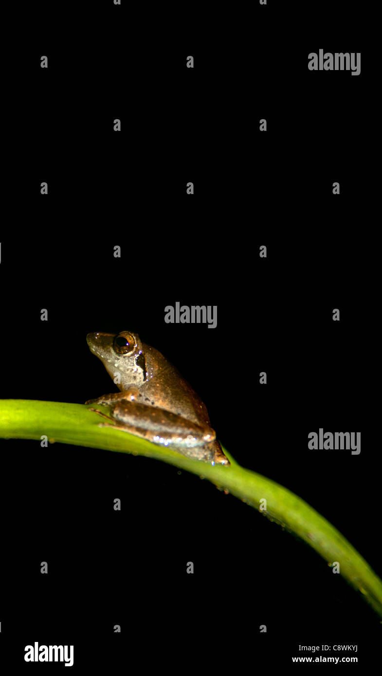 small frog toad on green leaves Stock Photo