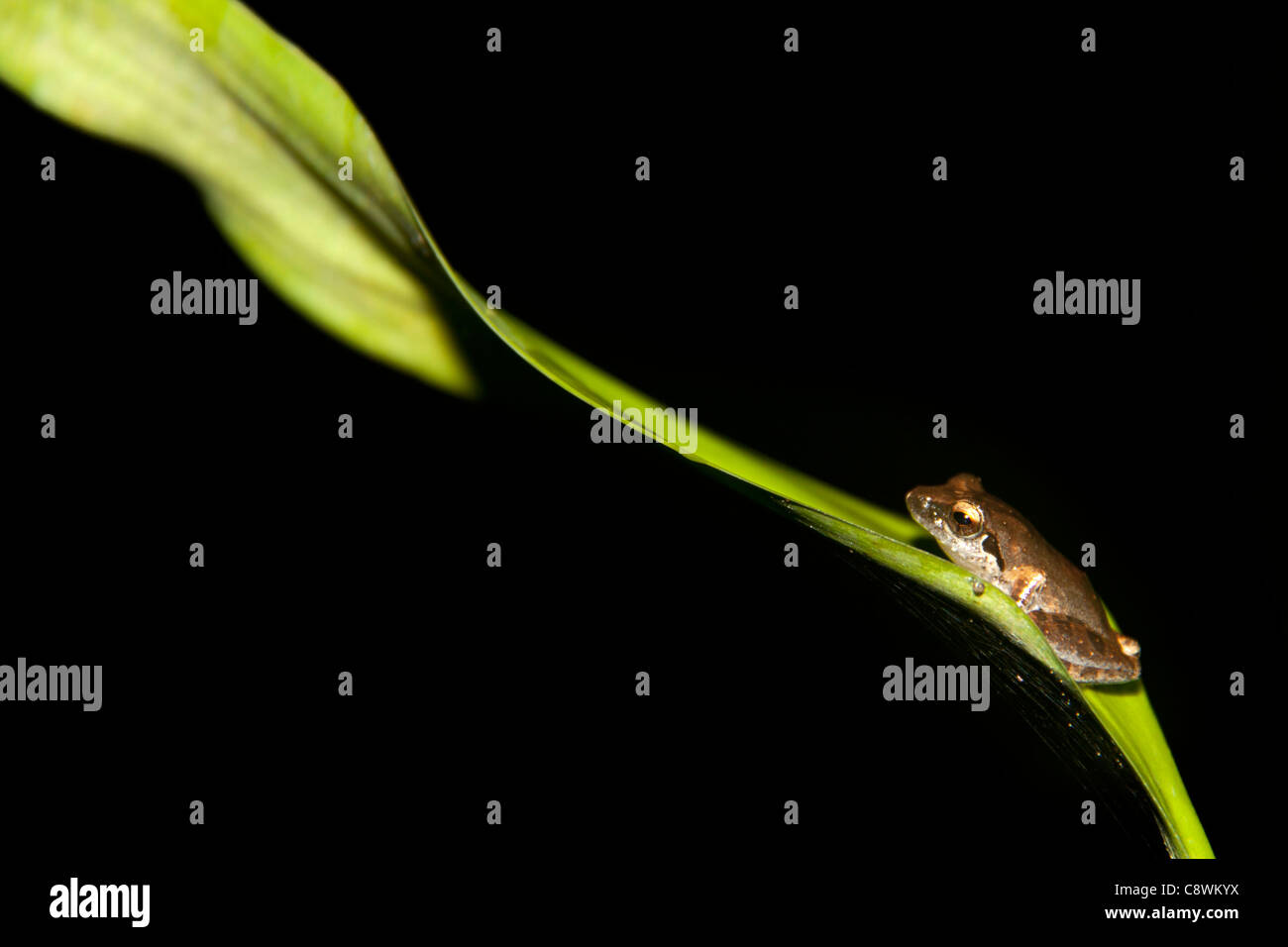 small frog toad on green leaves Stock Photo