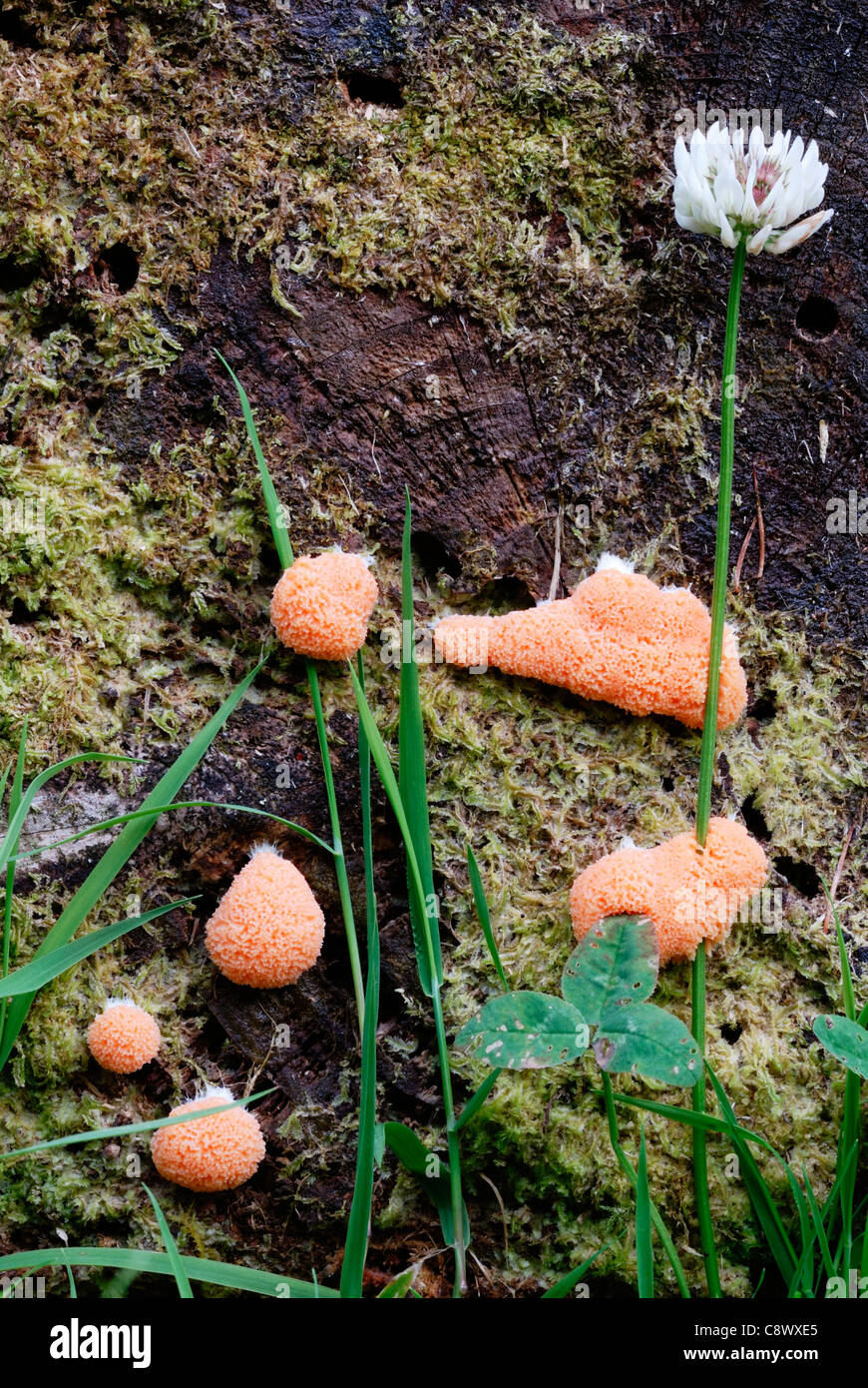 The 'slime mould' (Myxomycete) Tubifera ferruginosa, Wales, UK. Stock Photo