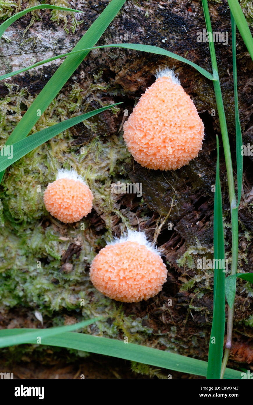 The 'slime mould' (Myxomycete) Tubifera ferruginosa, Wales, UK. Stock Photo