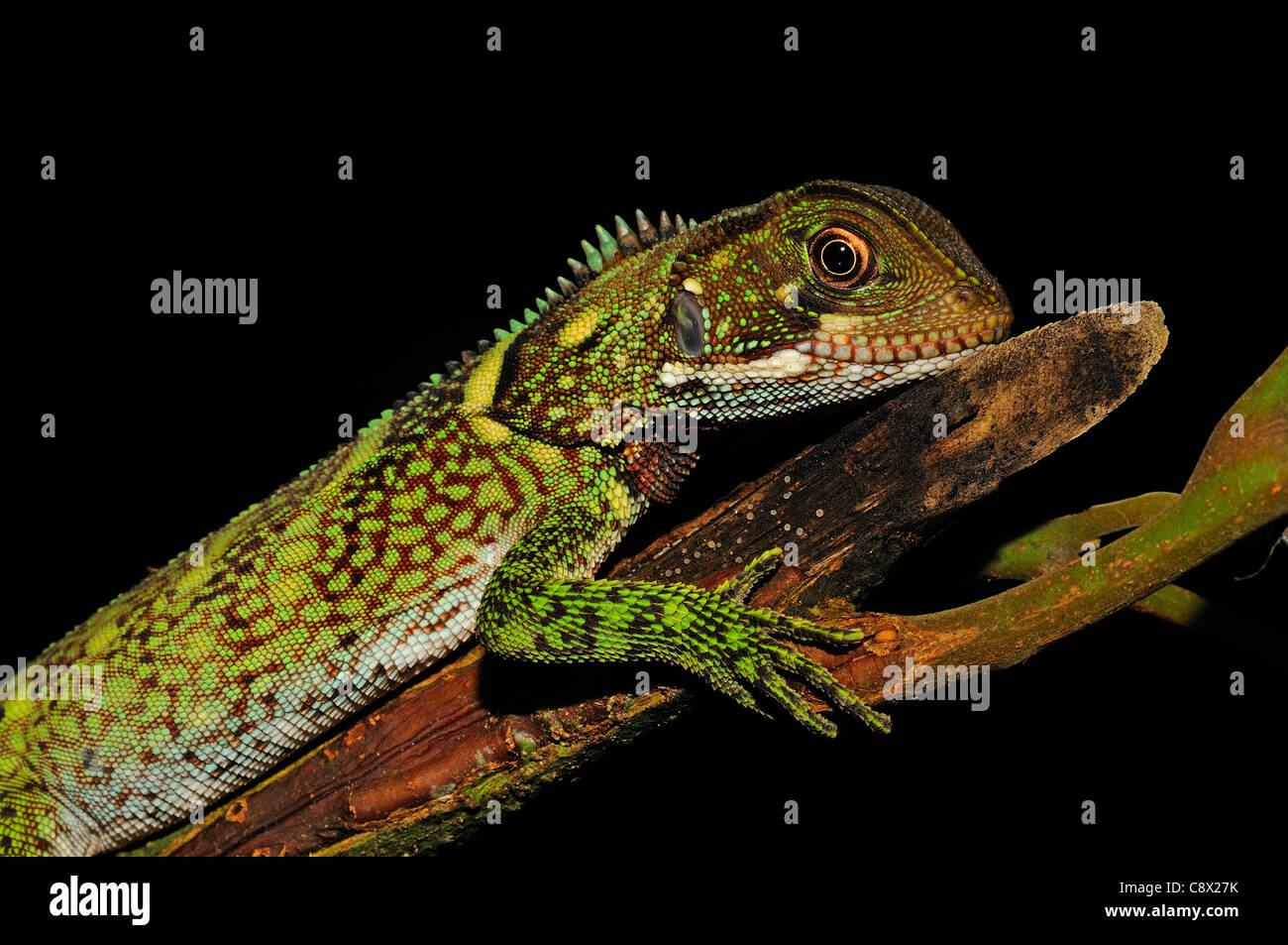 Amazon forest dragon hires stock photography and images Alamy