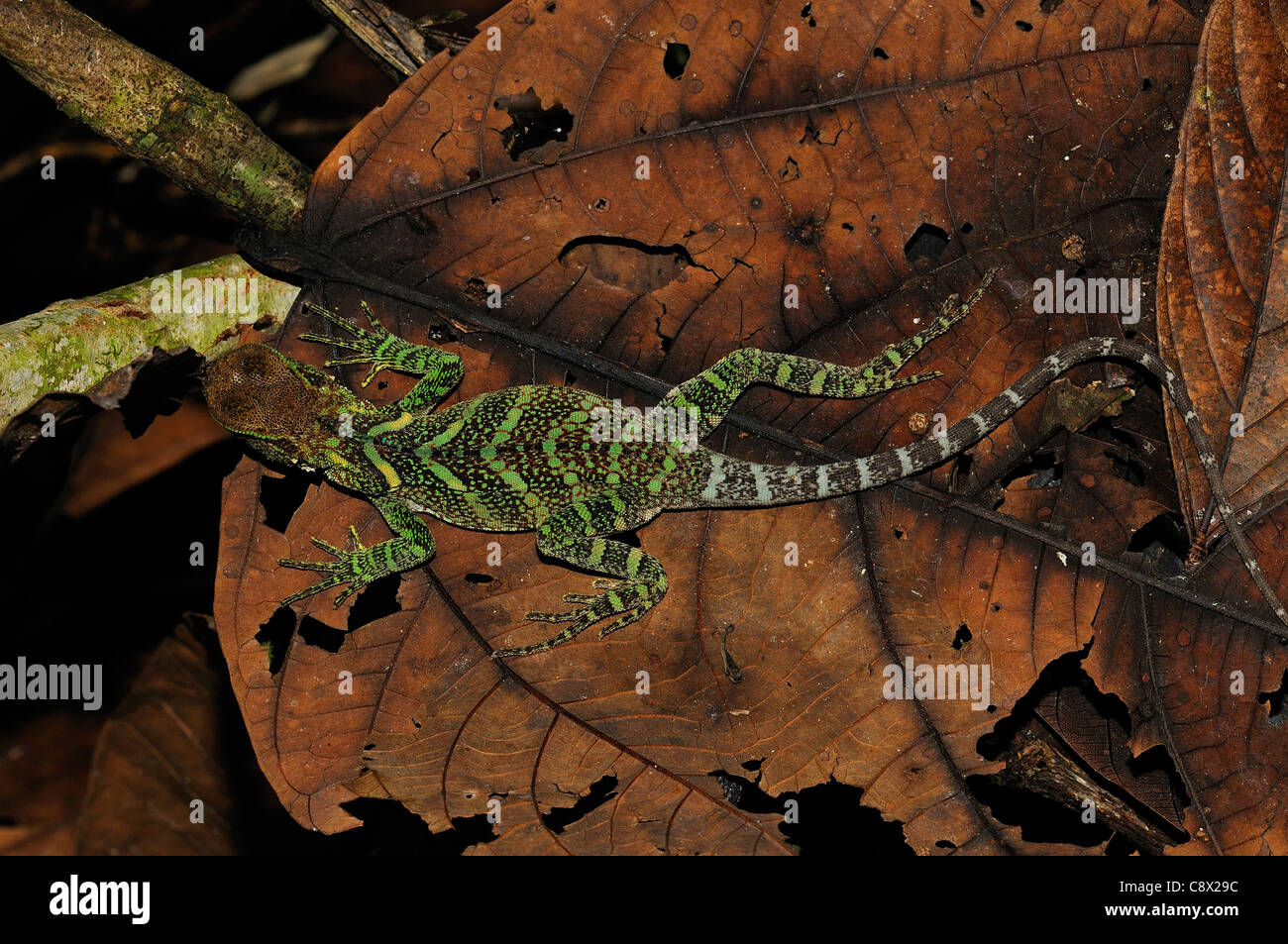 Amazon Forest Dragon (Enyalioides species) amongst litter on forest floor, Yasuni National Park