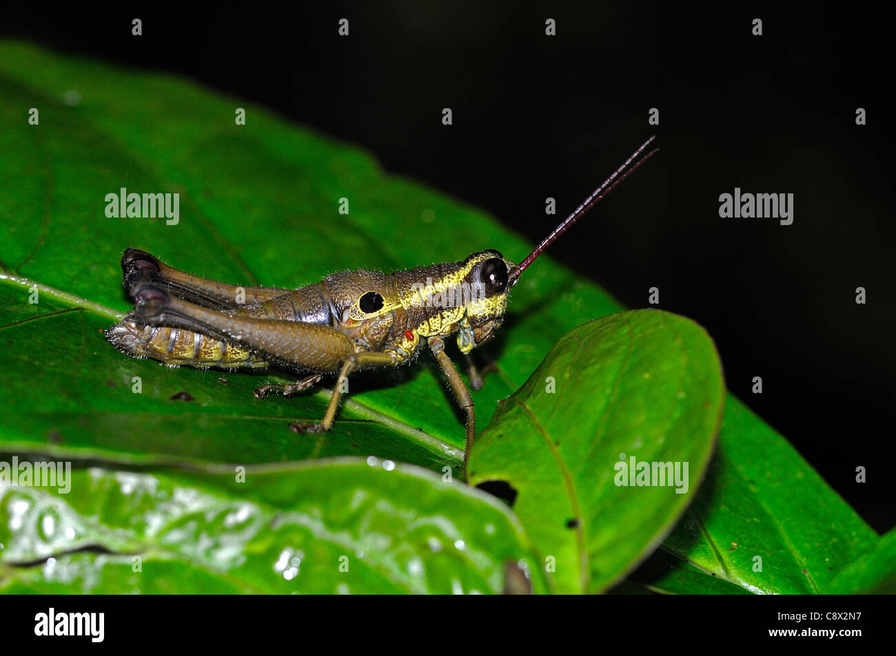 Acridid Short-horned Grasshopper (Acrididae) flightless, sat on leaf, Yasuni National Park, Ecuador Stock Photo