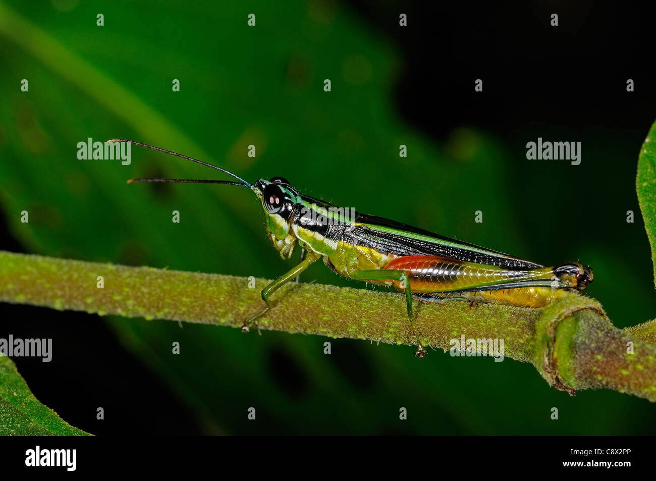 Acridid Short-horned Grasshopper (Acrididae) Yasuni National Park, Ecuador Stock Photo