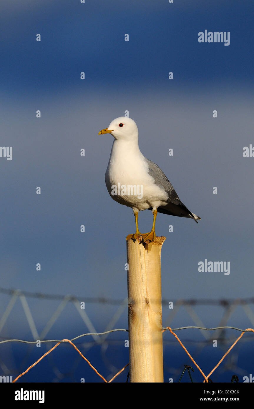 Common Gull (Larus canus) perched on fence post, Varanger, Norway Stock Photo
