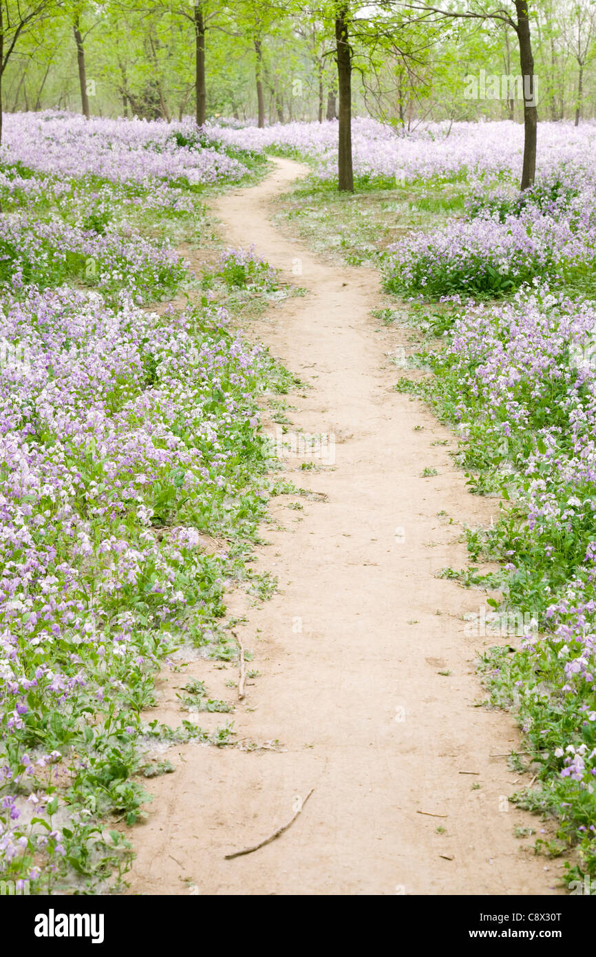 rural footpath through flower field in spring day. Stock Photo
