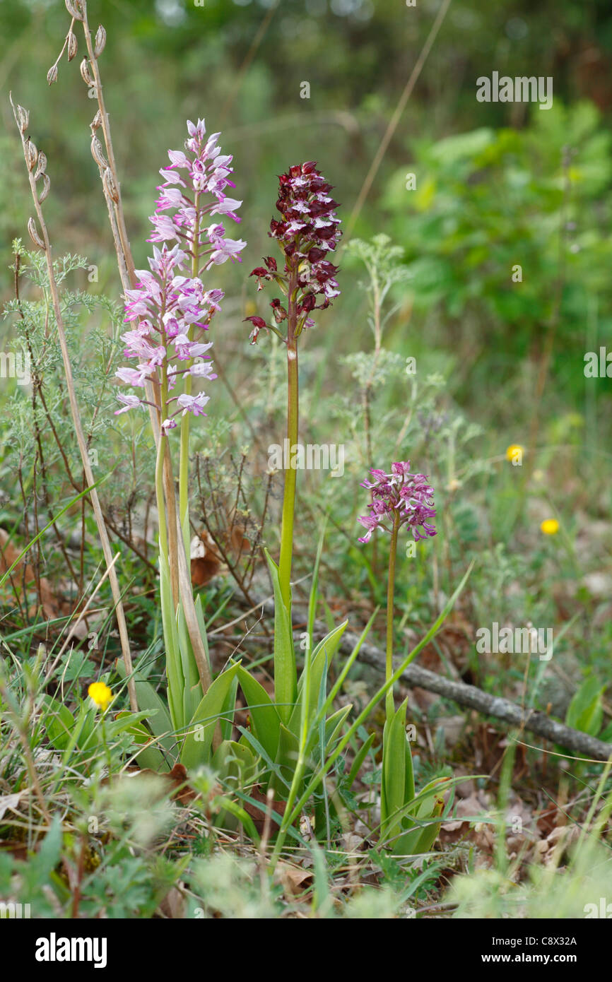 Orchids flowering. Military Orchids (Orchis militaris) (left), Lady Orchid (Orchis purpurea) (centre), and a hybrid. Stock Photo