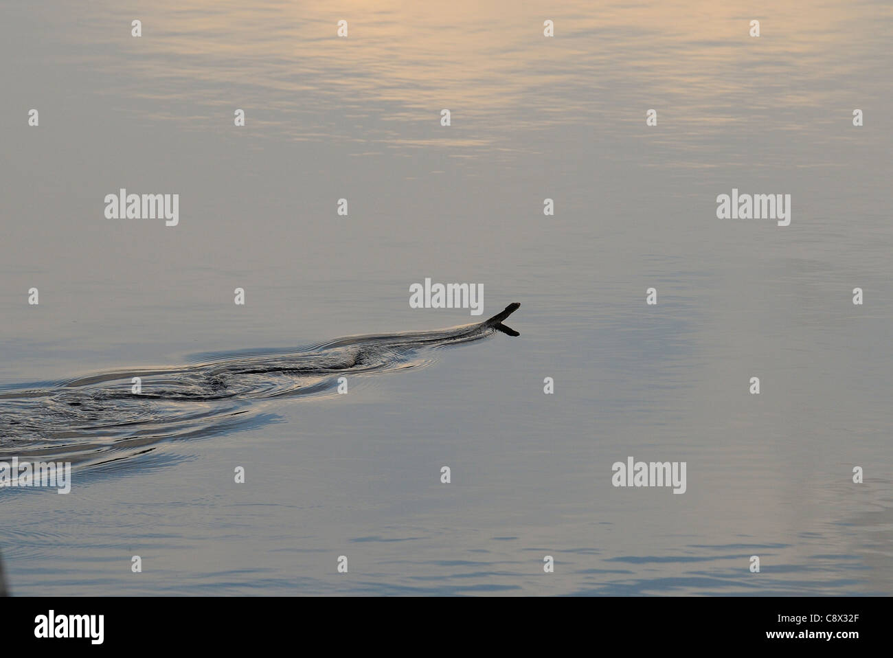 Fer de Lance Snake (Bothrops asper) swimming, Yasuni National Park, Ecuador Stock Photo