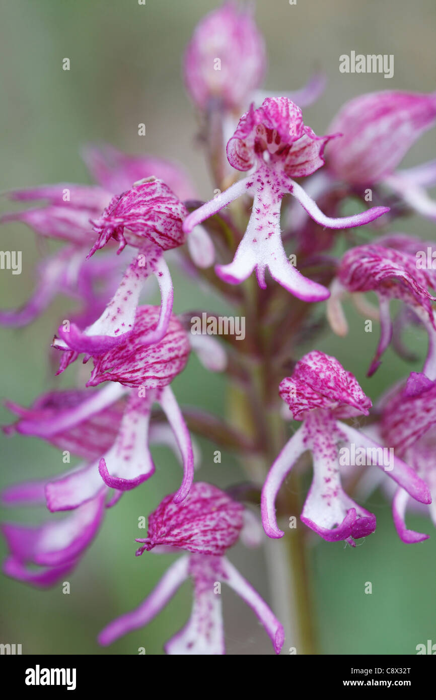 Flowers of a hybrid between Lady Orchid (Orchis purpurea) and Monkey Orchid (Orchis simia). Orchis X angusticruris. Stock Photo