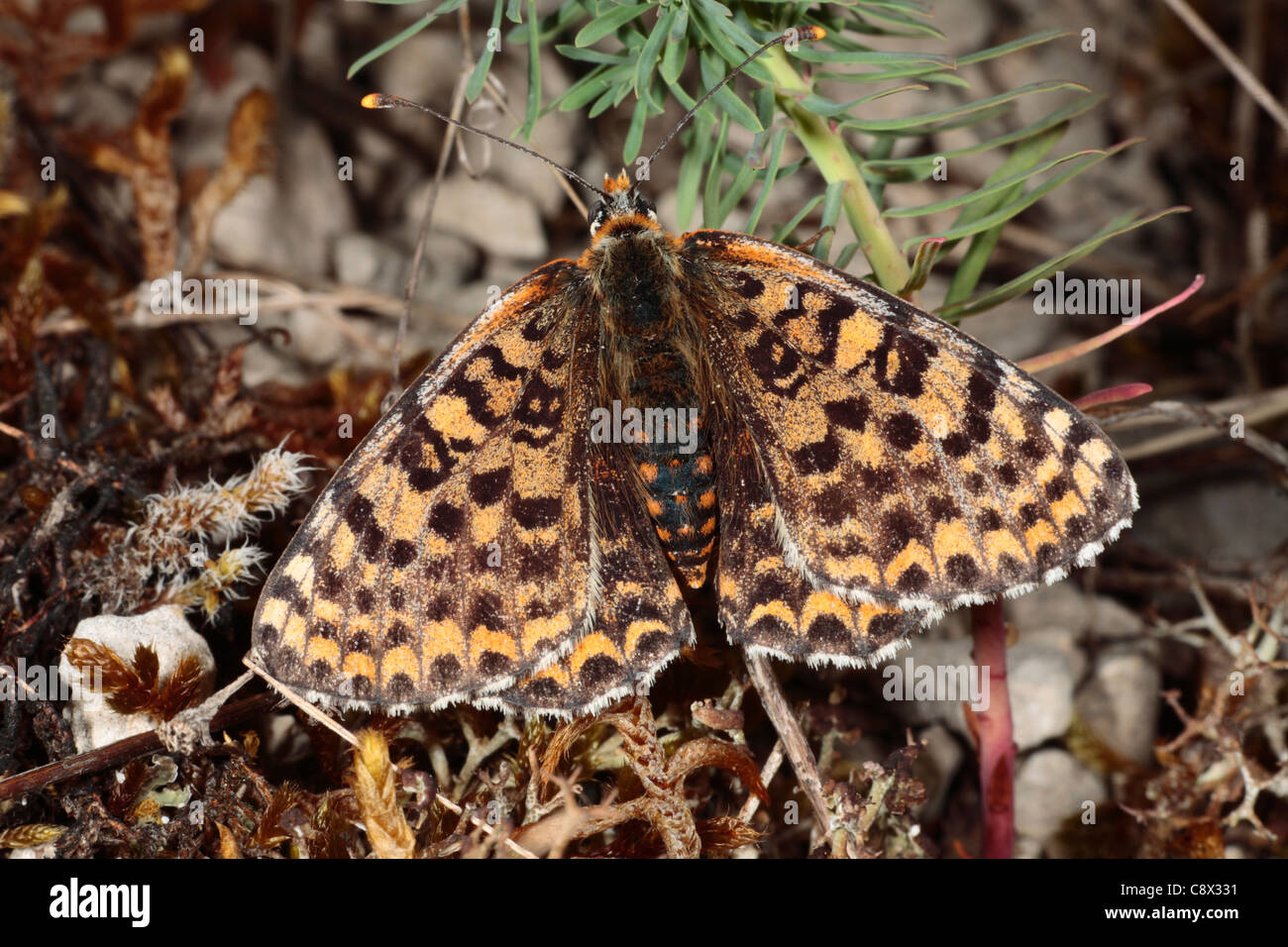 Female Spotted Fritillary butterfly (Melitaea didyma). On the Causse de Gramat, Lot region, France. Stock Photo