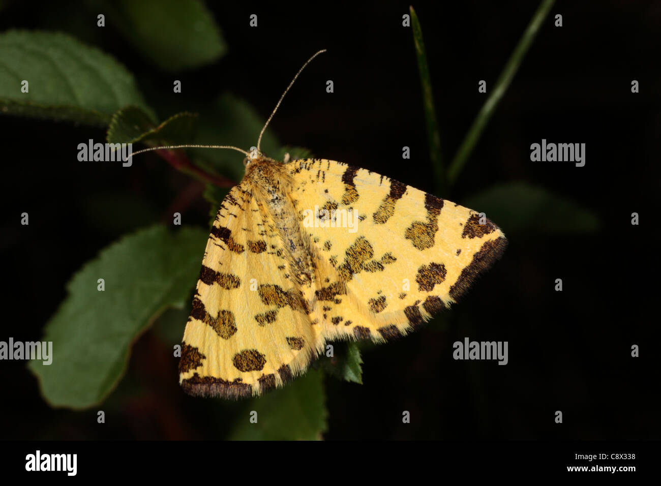 Speckled Yellow moth (Pseudopanthera macularia). On the Causse de Gramat, Lot region, France. Stock Photo