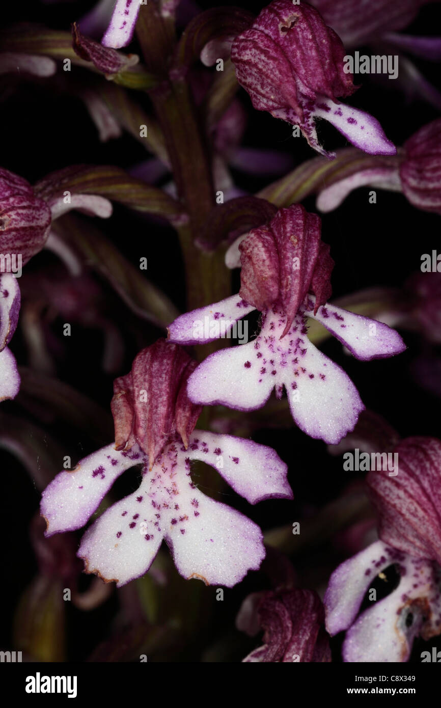 Flowers of Lady Orchid (Orchis purpurea). On the Causse de Gramat, Lot region, France Stock Photo