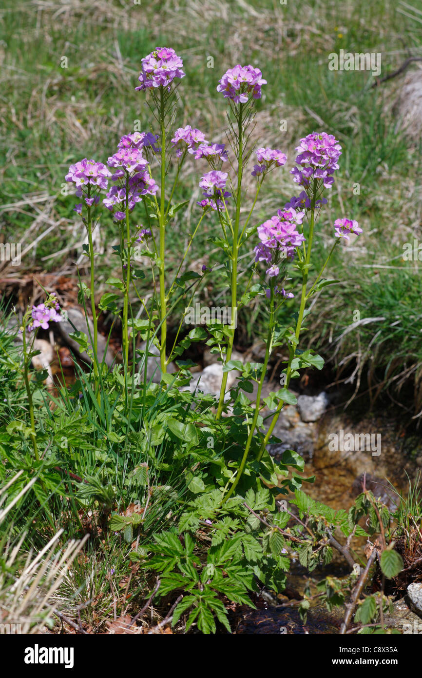 Radish-leaved Bittercress (Cardamine raphanifolia) flowering beside a stream. Ariege Pyrenees, France. Stock Photo