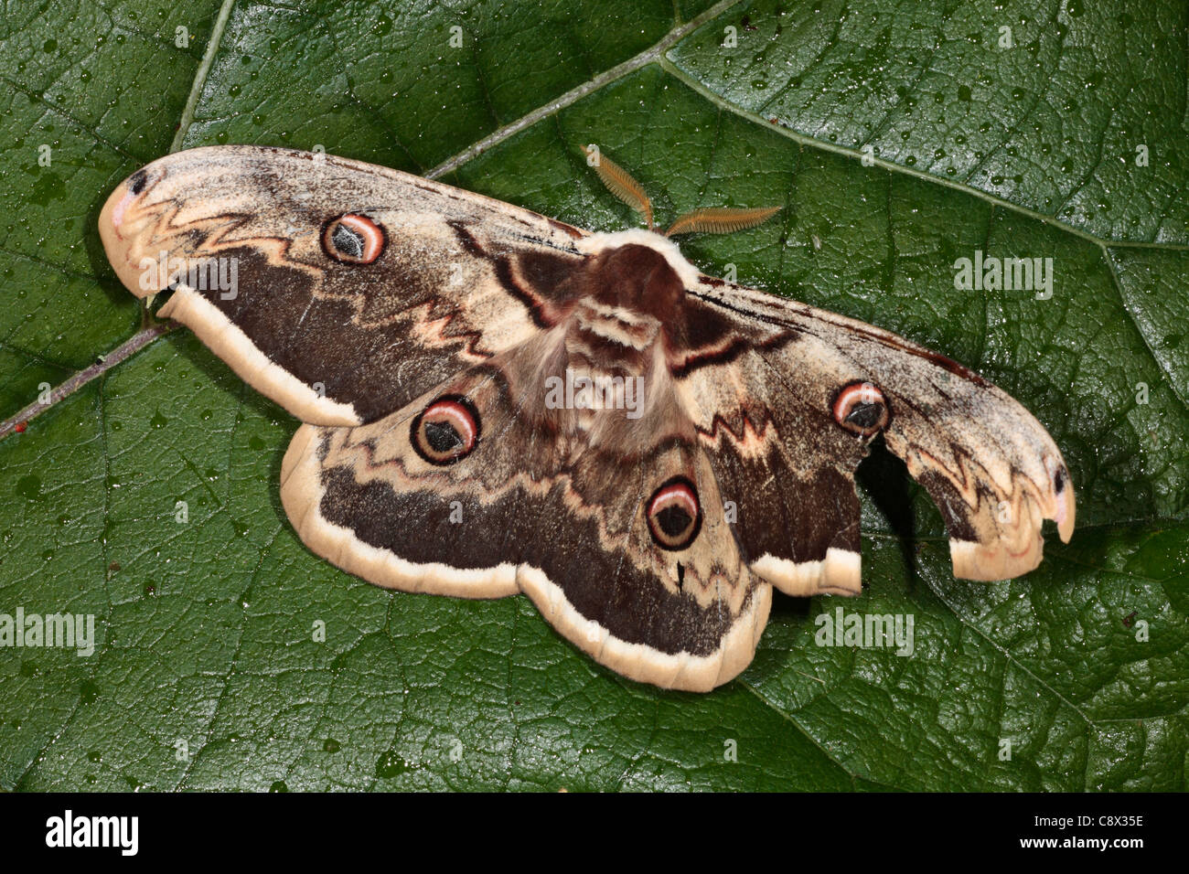 Male Giant Peacock moth (Saturnia pyri). Ariege Pyrenees, France. May. Stock Photo
