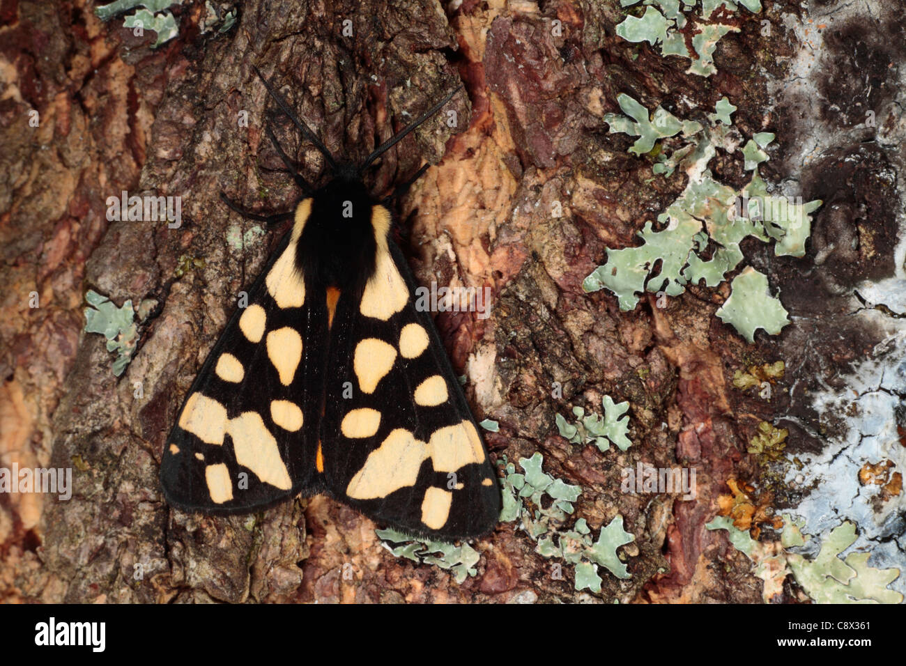 Cream-spot Tiger moth (Arctia villica) resting on a tree trunk. Ariege Pyrenees, France. May. Stock Photo