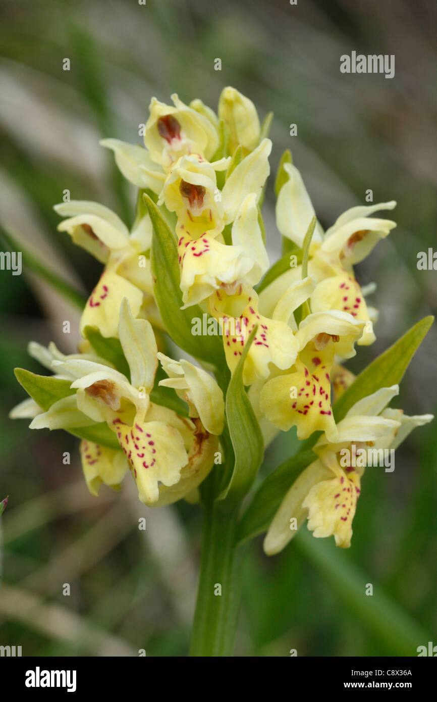 Flowers of Elder-flowered Orchid (Dactylorhiza sambucina) yellow form. Ariege Pyrenees, France. May. Stock Photo