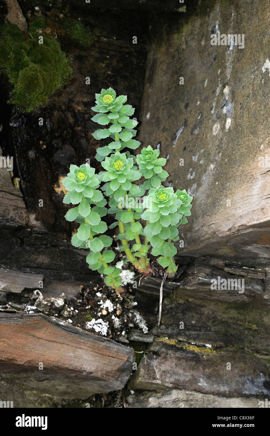 Goldenroot hires stock photography and images Alamy