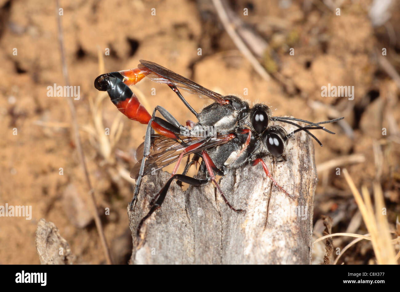 Mating Sand Wasps (Ammophila species). Ariege Pyrenees, France. May. Stock Photo