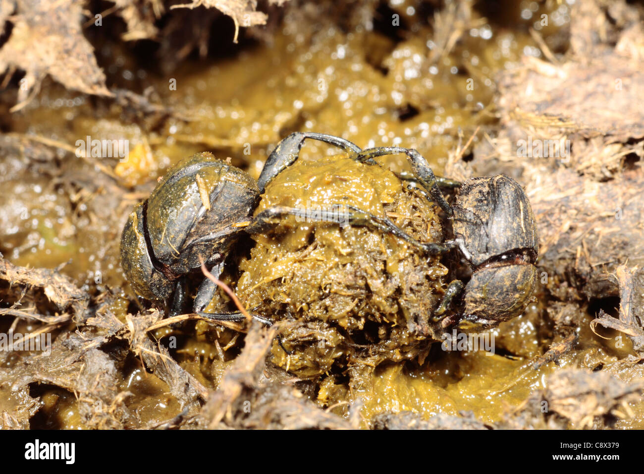 Dung Beetles (Sisyphus scheafferi) making a ball of cow dung. Near Foix, Ariege Pyrenees, France. May. Stock Photo