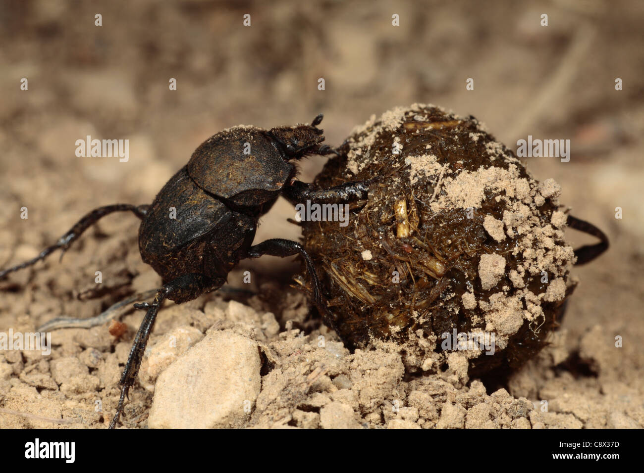 Dung Beetles (Sisyphus scheafferi) rolling a ball of cow dung. This species work in pairs, the beetle on the right pushing. Stock Photo