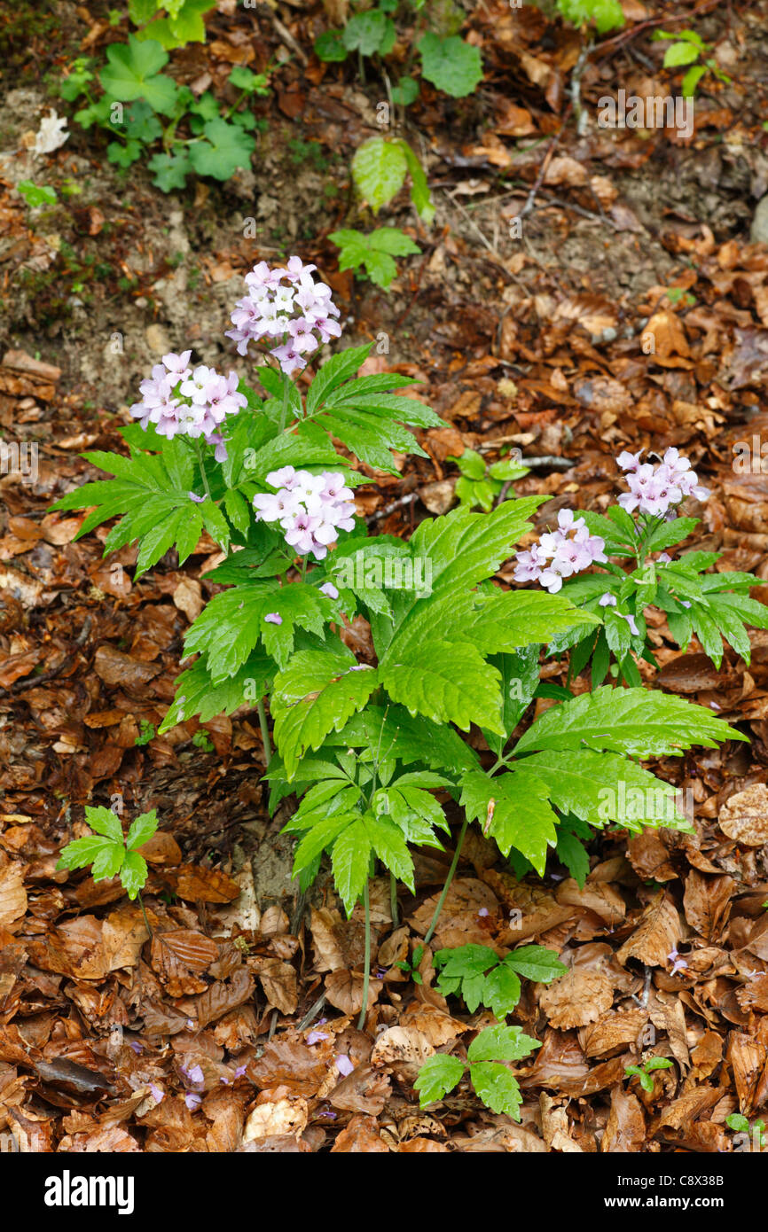 Seven-leaved Bittercress (Cardamine heptaphylla) flowering in Beech woodland. Ariege Pyrenees, France. May. Stock Photo