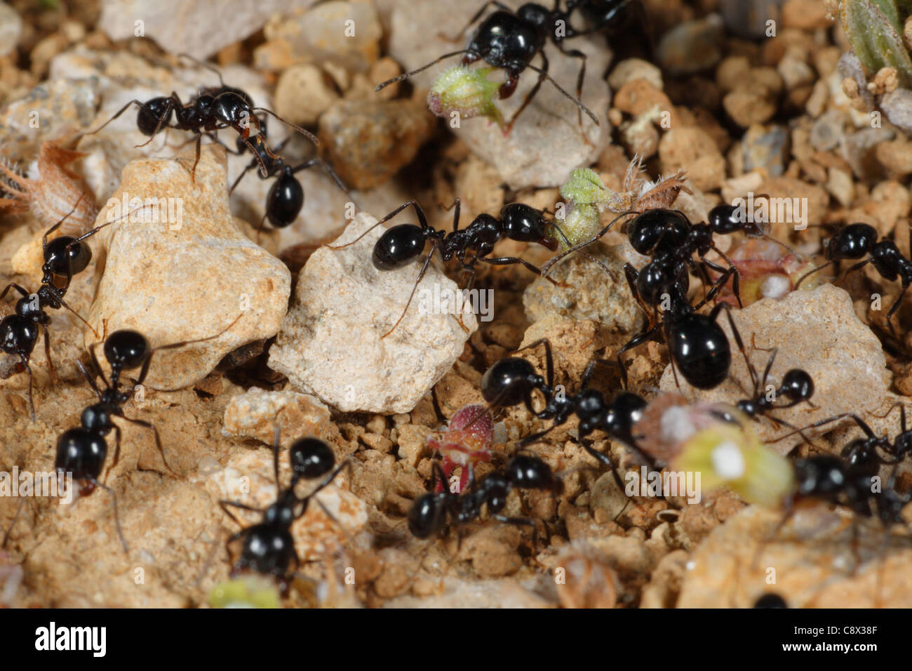 Harvester ants (Messor barbara) large and small headed workers collecting seeds. Stock Photo