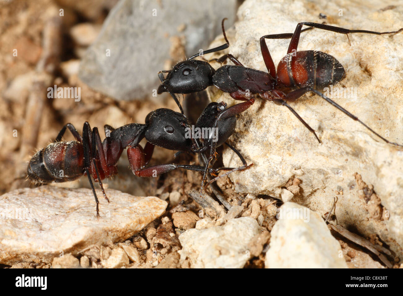 Fighting Wood Ant workers (Formica species). Near Minerve, Département de l'Hérault, France. May