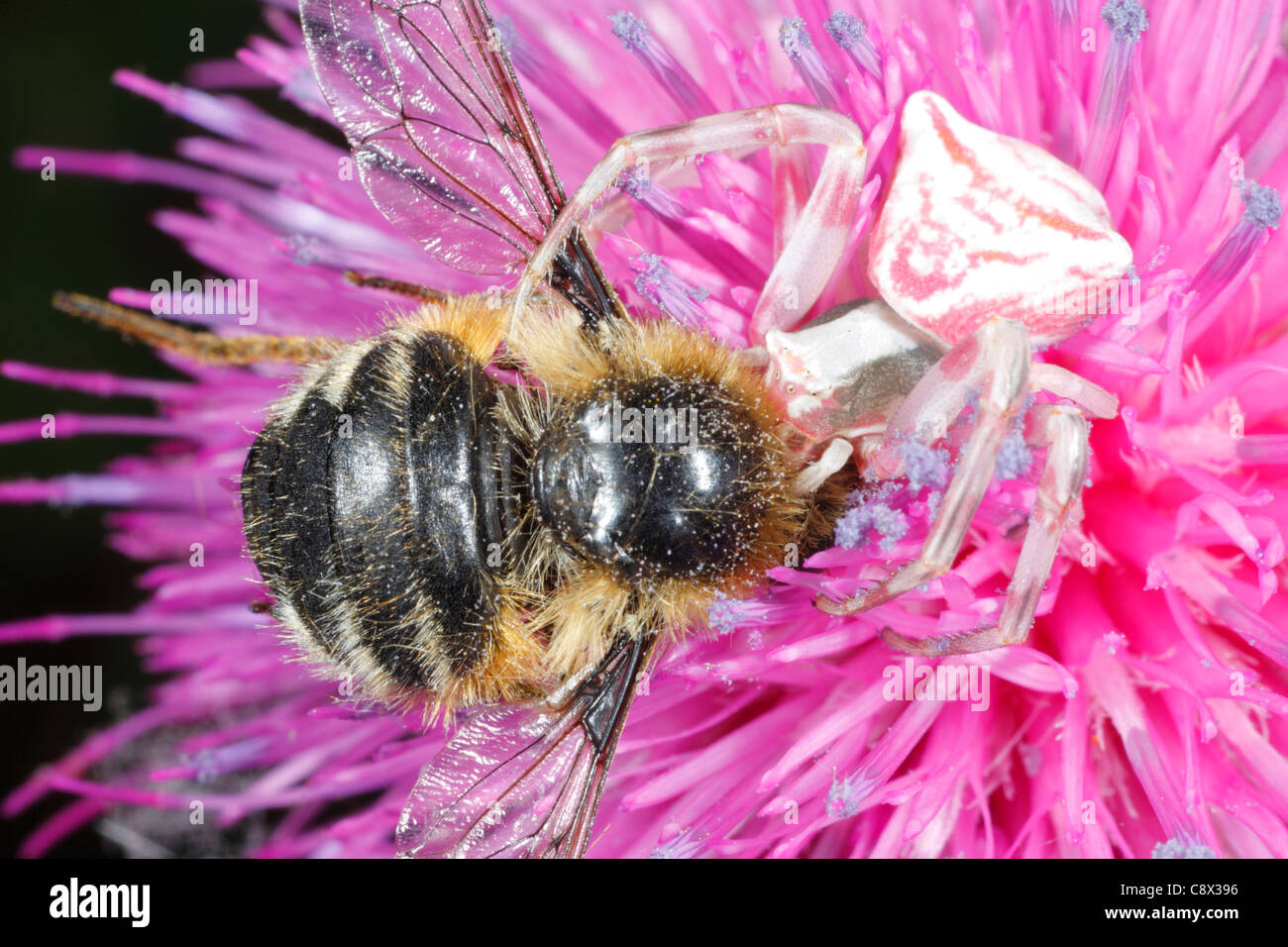 Pink Crab Spider (Thomisus onustus) feeding on a Bee-fly (Fallenia fasciata) in a pink flower. Stock Photo