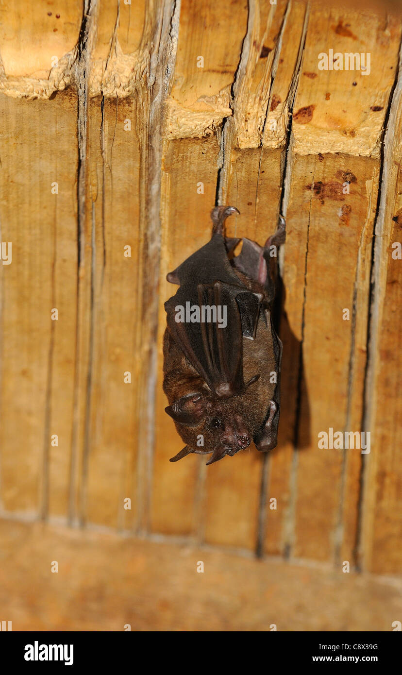 Leafnosed Bat, roosting in garden shed, Yasuni National Park, Ecuador Stock Photo Alamy
