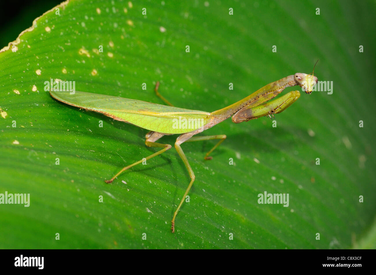 Praying Mantis (Mantodea) at rest on leaf, Yasuni National Park, Ecuador Stock Photo
