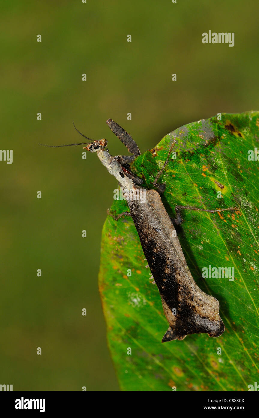 Leaf Mantid (Mantodea) at rest on leaf, Yasuni National Park, Ecuador Stock Photo