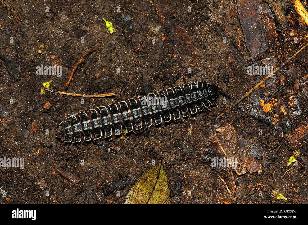 Flat-backed Millipede (Barydesmus species) on rainforest floor, Yasuni National Park, Ecuador Stock Photo
