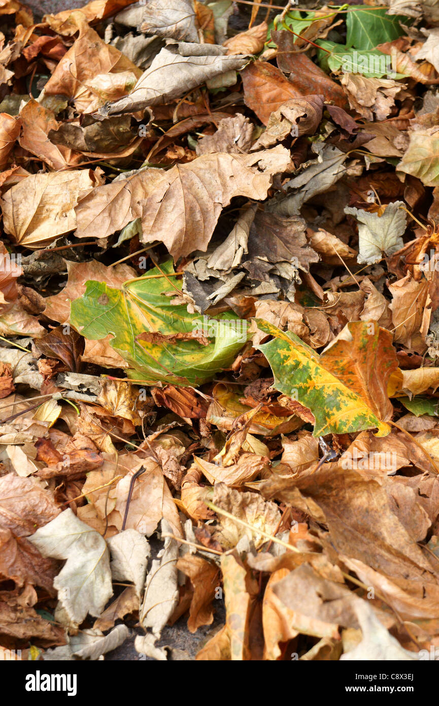 Acer leaves on the ground hi-res stock photography and images - Alamy